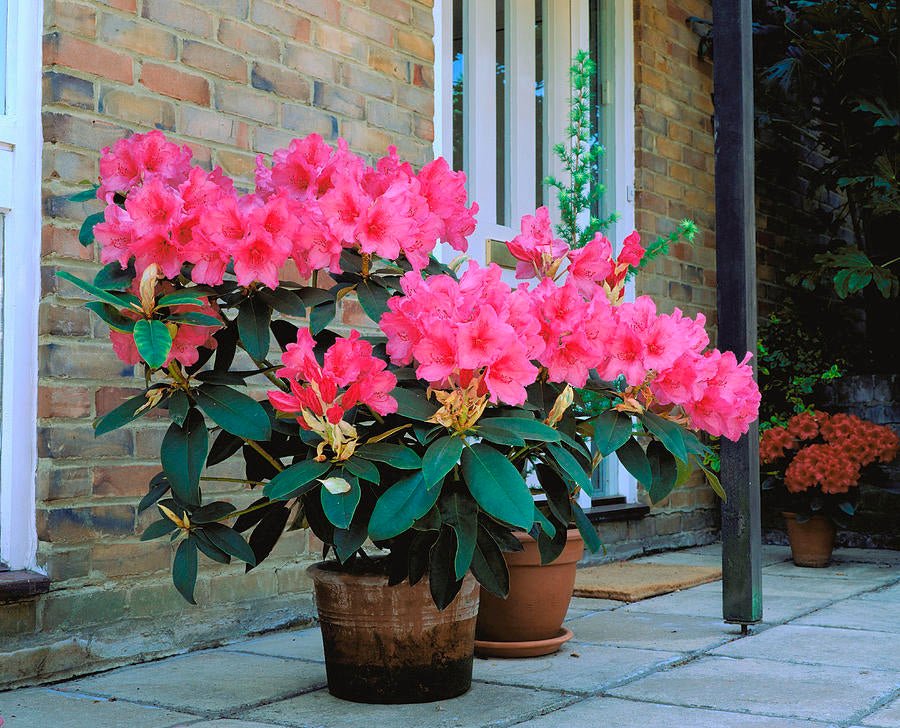 Rhododendron Anna Rose - Ladybird Nursery