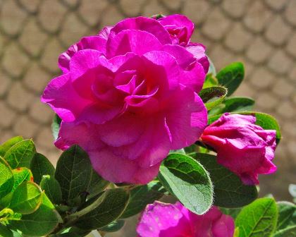 Azalea indica splendens