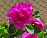 Azalea indica splendens