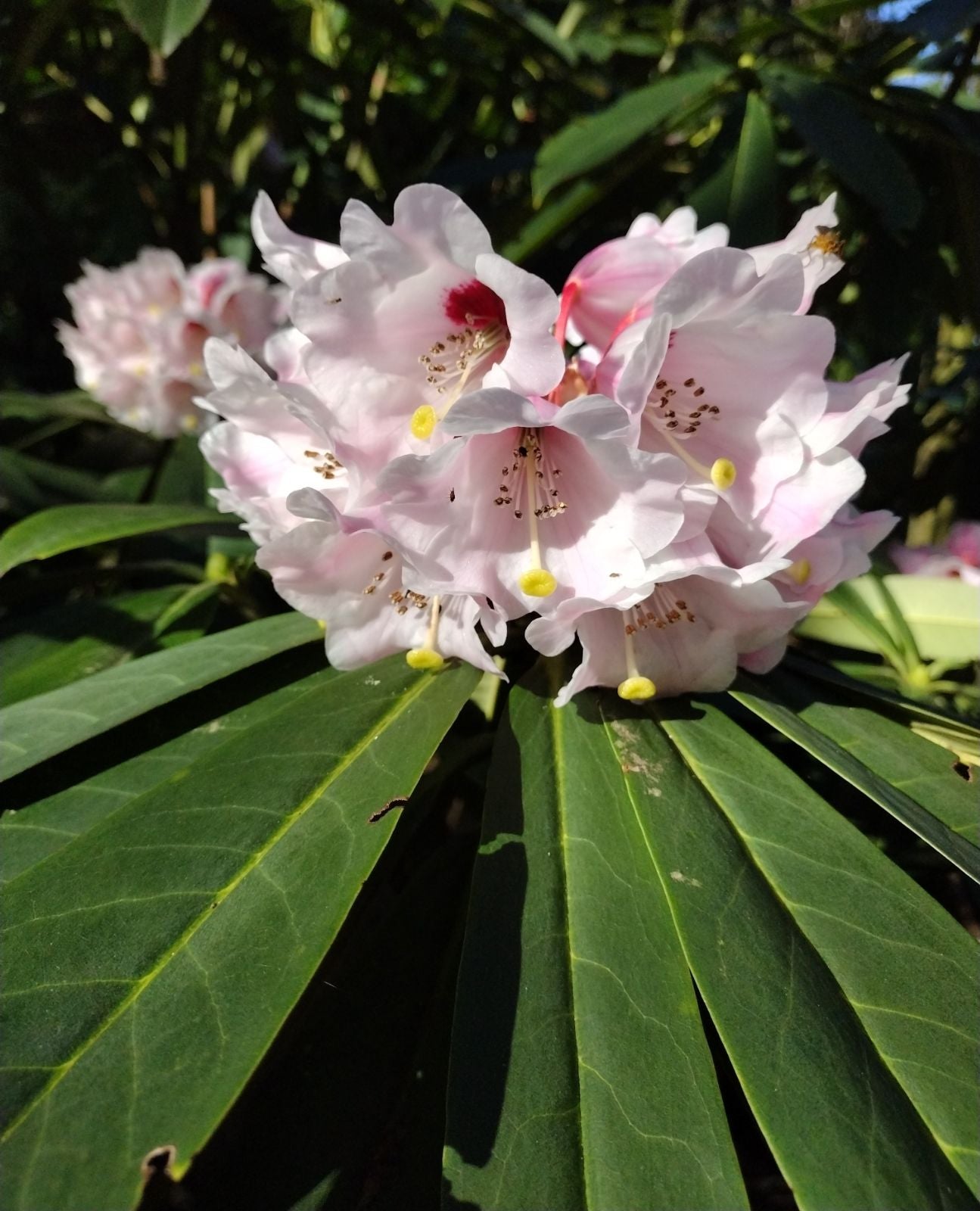 Rhododendron Gandolf