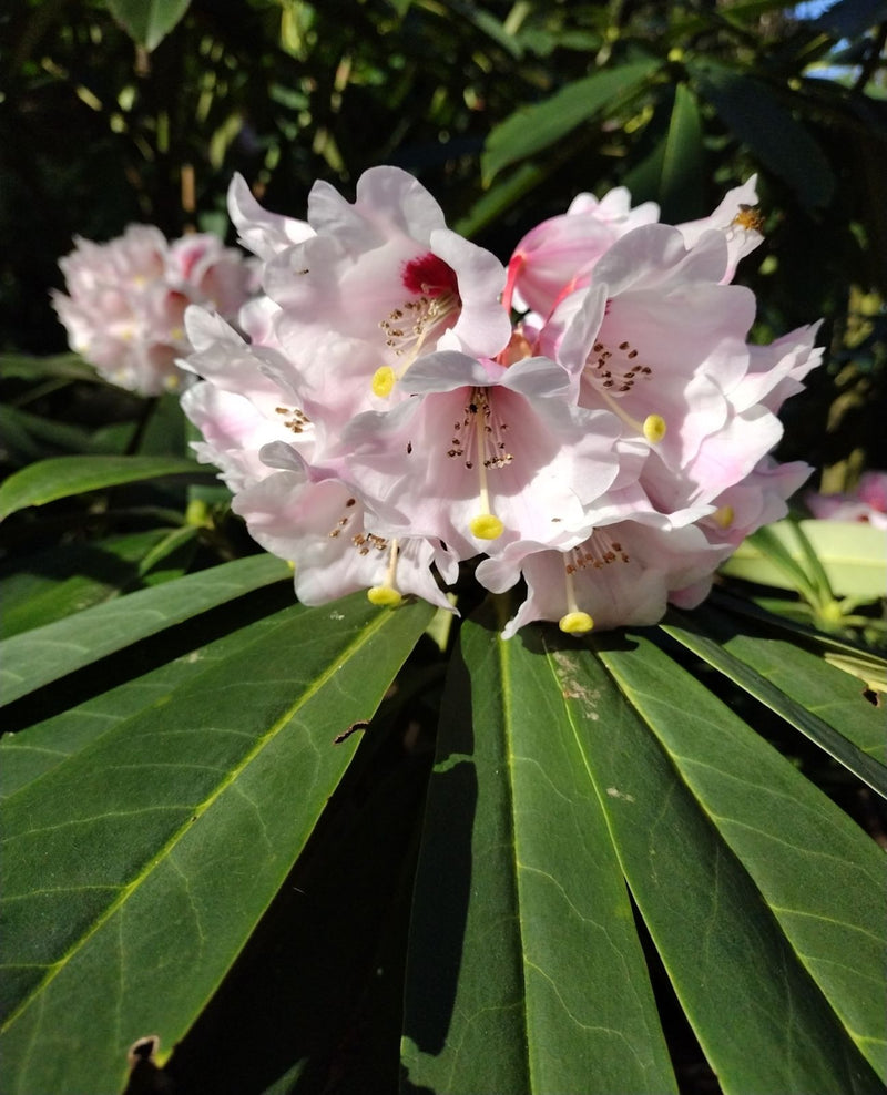 Rhododendron Gandolf