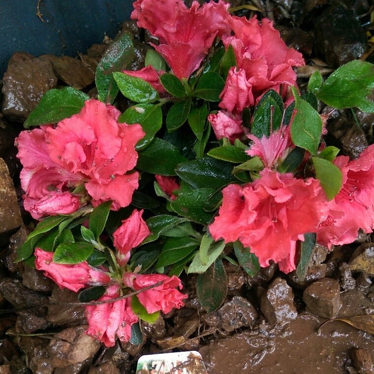 Azalea Coral Wings - Ladybird Nursery