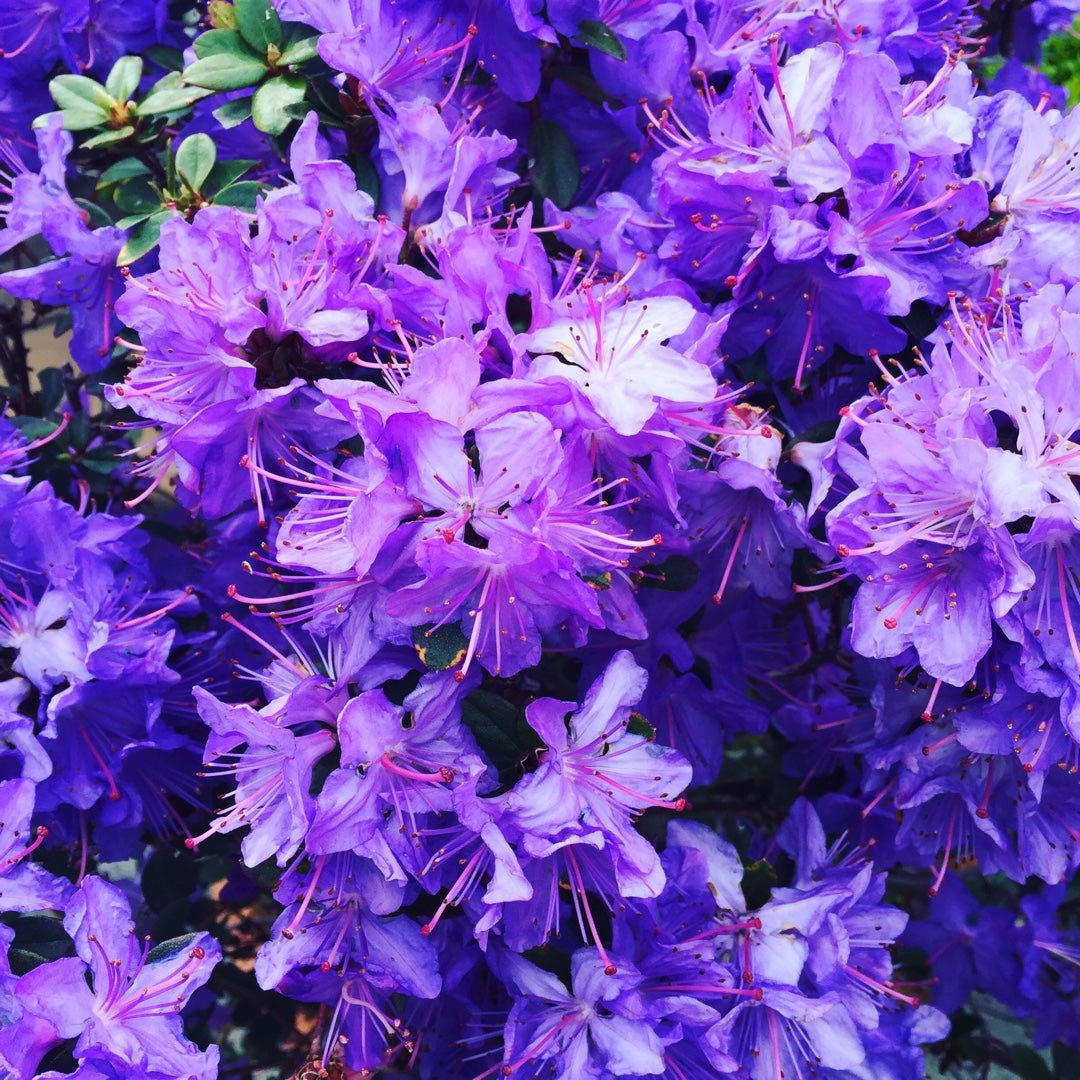 Rhododendron Florence Mann - Ladybird Nursery