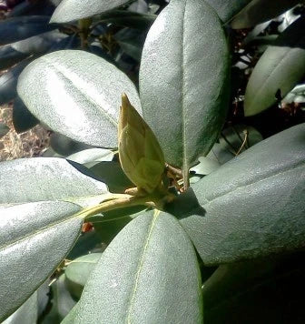 Rhododendron Olive