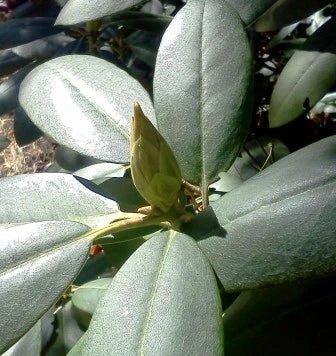 Rhododendron Olive - Ladybird Nursery