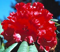 Rhododendron Grace