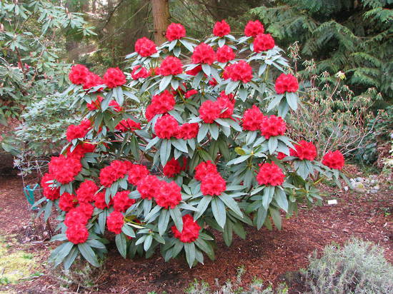 Rhododendron Grace Seabrook - Ladybird Nursery