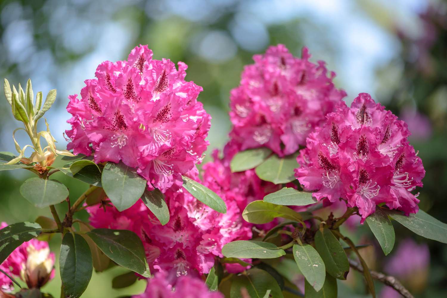 Rhododendron spp. Assorted
