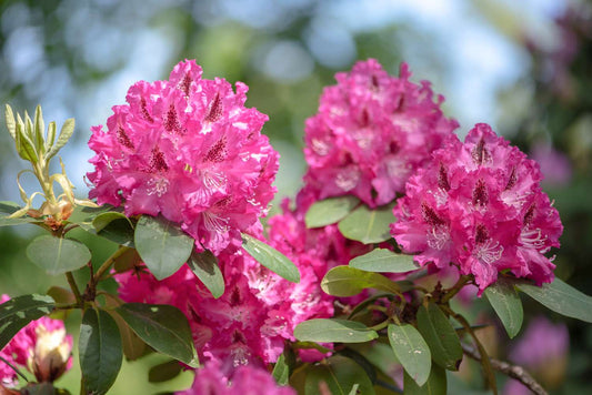 Rhododendron spp. Assorted