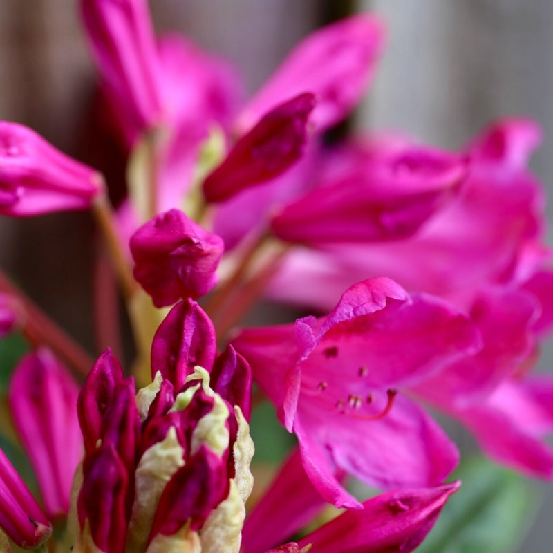 Rhododendron Markeetas Prize