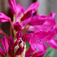 Rhododendron Markeetas Prize
