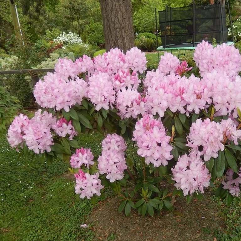 Rhododendron Mrs E C Stirling