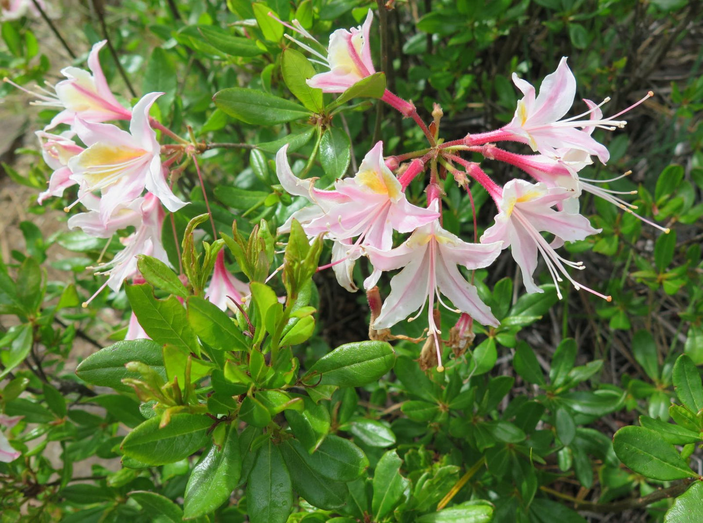 Rhododendron occidentale