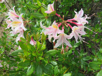 Rhododendron occidentale - Ladybird Nursery