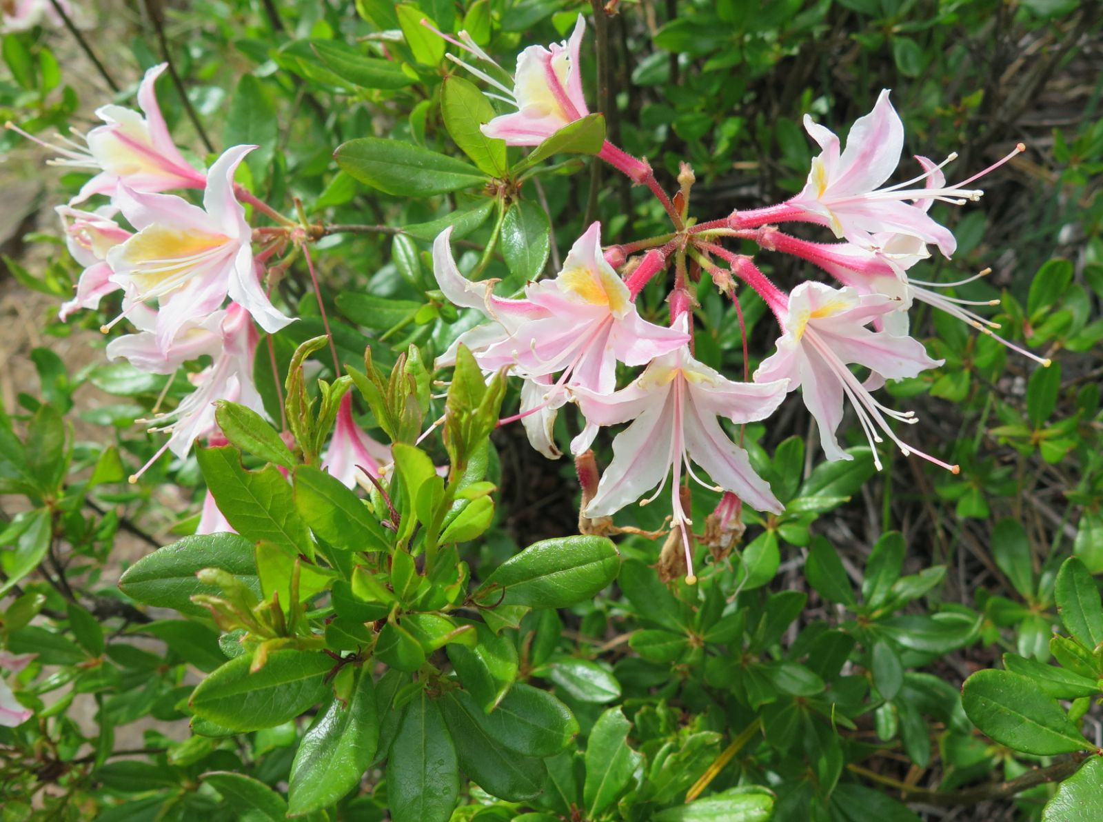 Rhododendron occidentale - Ladybird Nursery