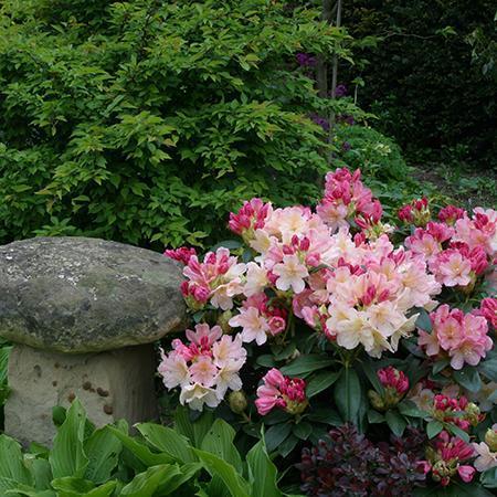 Pink Wiseman (Rhododendron Percy)
