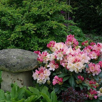 Pink Wiseman (Rhododendron Percy) - Ladybird Nursery