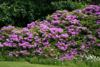 Rhododendron Ponticum - Ladybird Nursery