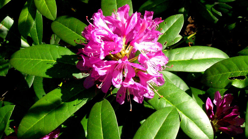 Rhododendron Ponticum