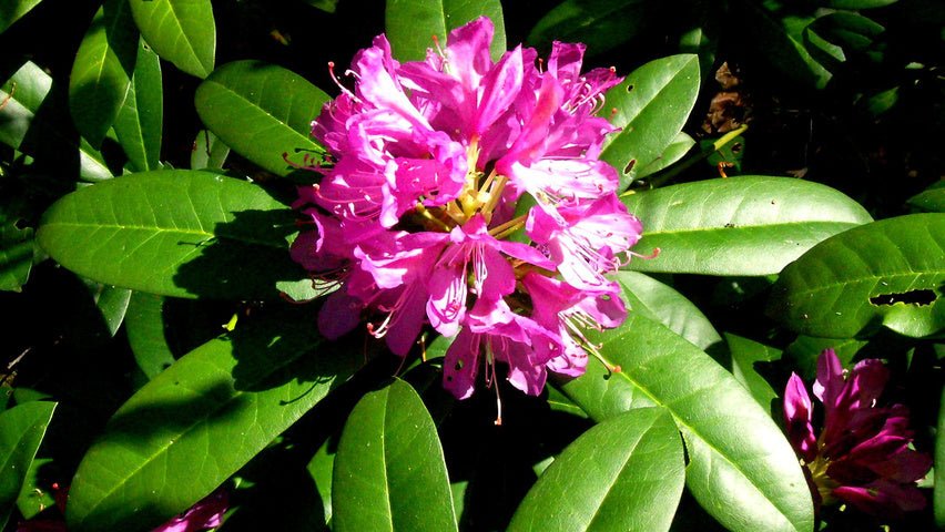 Rhododendron Ponticum - Ladybird Nursery