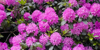 Rhododendron Elegans