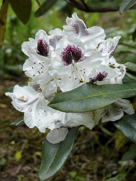 Rhododendron Sapho