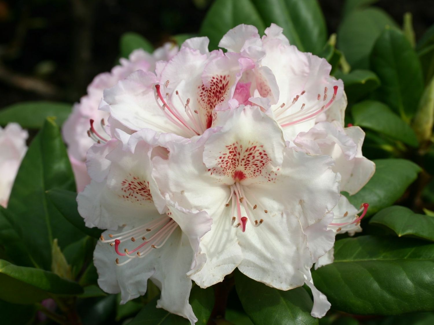 Rhododendron Simona
