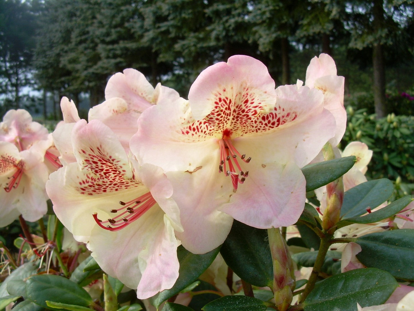Rhododendron Simona