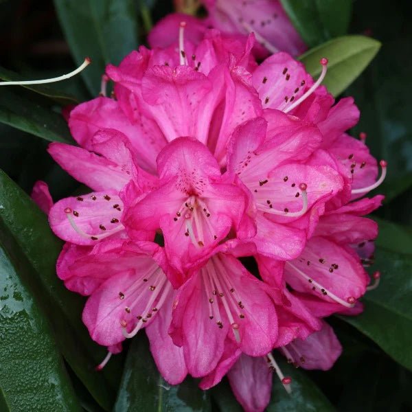 Rhododendron Sir Robert Peel - Ladybird Nursery