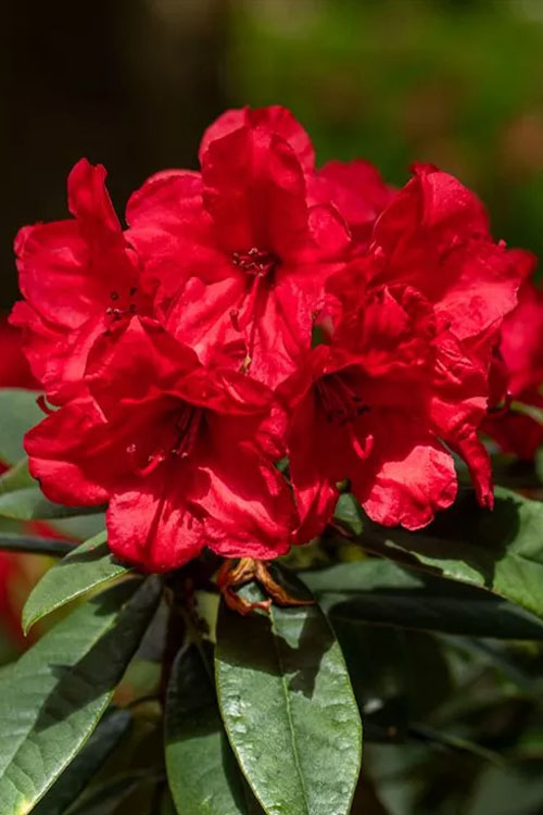 Rhododendron Vulcan Flame