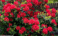 Rhododendron Vulcan Flame