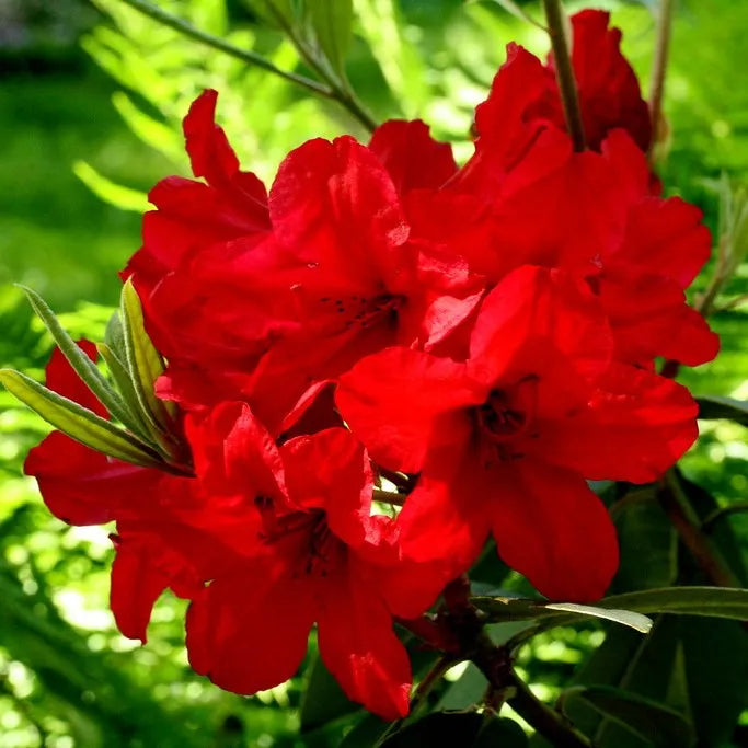 Rhododendron Vulcan Flame