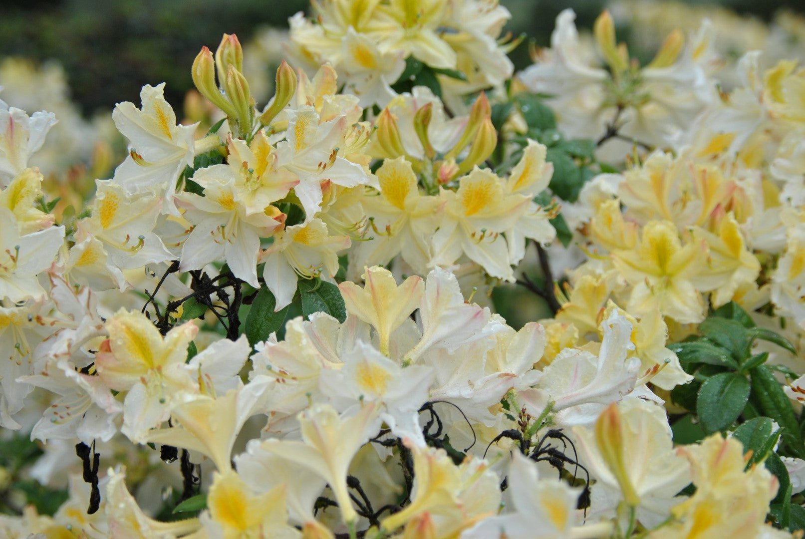 Rhododendron Daviesii