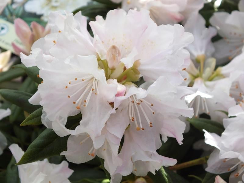 Rhododendron Dora Amatise