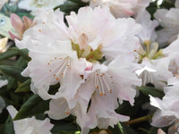 Rhododendron Dora Amatise - Ladybird Nursery