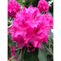 Rhododendron Markeetas Prize