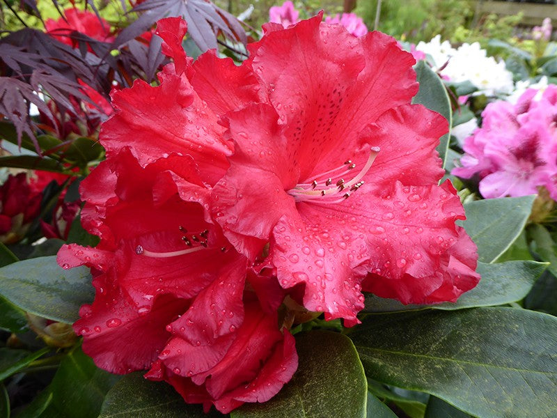 Rhododendron Markeetas Prize