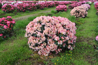 Pink Wiseman (Rhododendron Percy) - Ladybird Nursery