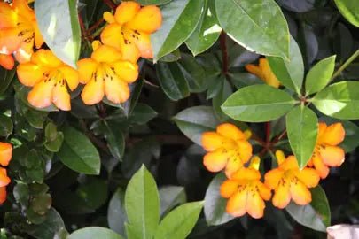 Tropical Rhododendron Saffron Queen (Vireya) - Ladybird Nursery