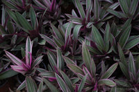 Spiderwort Stripe Me Pink Rhoeo (Tradescantia spathacea) - Ladybird Nursery