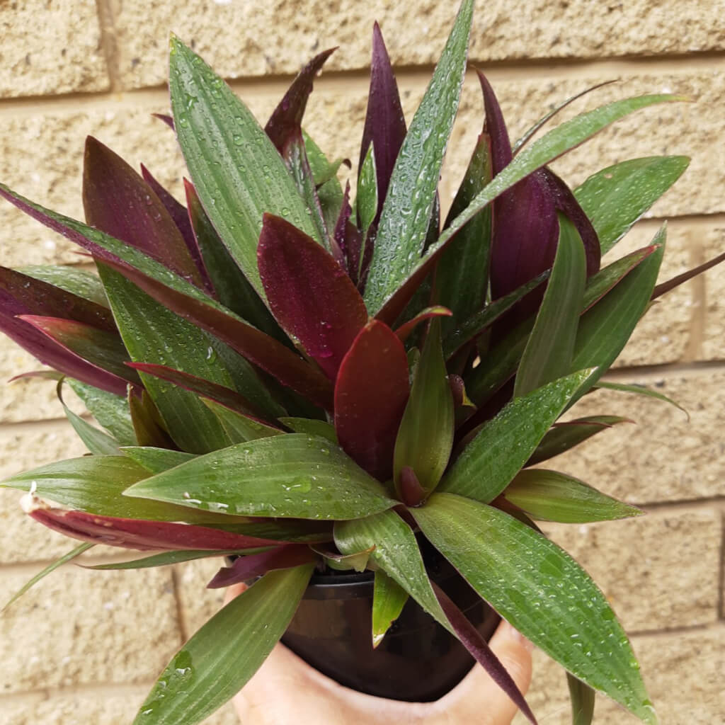 Spiderwort Dwarf Pinky Rhoeo (Tradescantia spathacea) - Ladybird Nursery