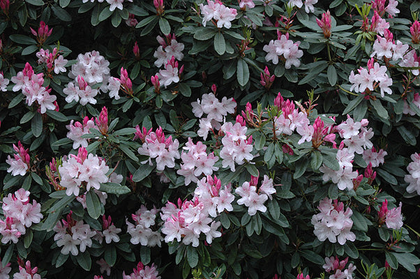 Rhododendron Pink Pearl