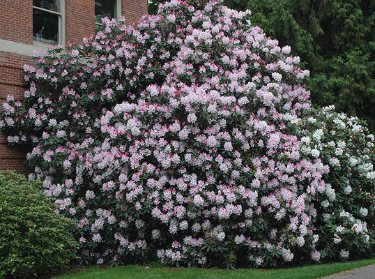 Rhododendron Pink Pearl