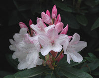 Rhododendron Pink Pearl