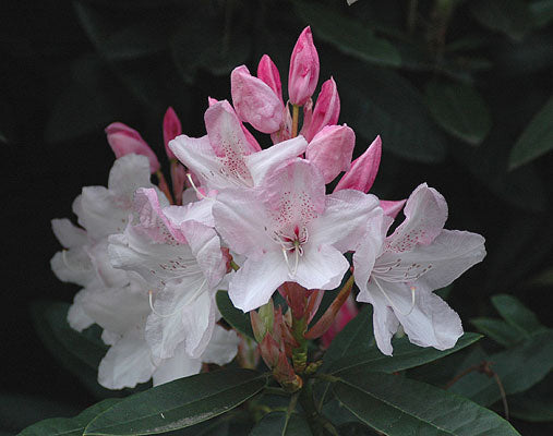 Rhododendron Pink Pearl