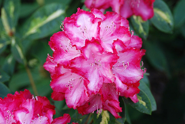 Rhododendron President Roosevelt