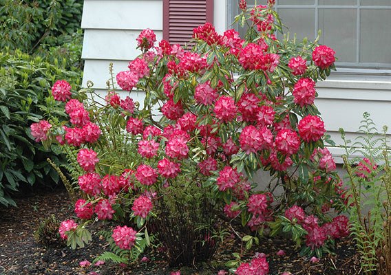 Rhododendron President Roosevelt - Ladybird Nursery