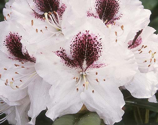 Rhododendron Sapho