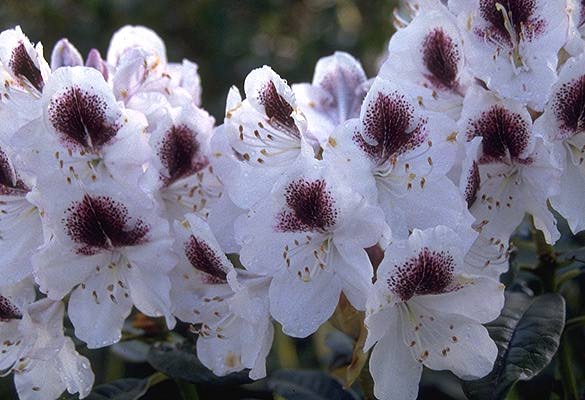 Rhododendron Sapho