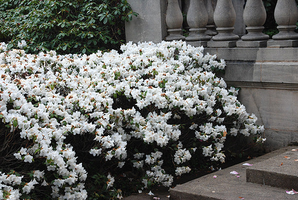 Rhododendron Snow Lady